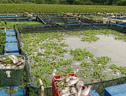 Ribuan Ikan Nila Mati. Diduga Limbah PKS Gunung Bayu Cemari Sungai.
