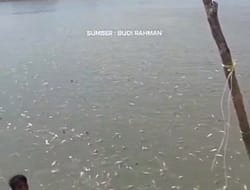 Geger Otak Ikan Akibat Limbah Perusahaan.
