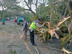 Pohon Tumbang Blokir Jalan Lintas Desa Sumber Padi, Personil Satlantas Polres Batu Bara  Lakukan Evakuasi hingga Akses Jalan Kembali Lancar