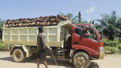 Tidak Ada Pencuri Sawit Tipe "Survival Sesuap Nasi": Sindikat Pencuri Sawit Ancam Petani, Pekerja, dan Iklim Usaha Perkebunan